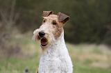 FOX TERRIER 571